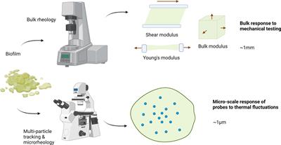 Perspective: The viscoelastic properties of biofilm infections and mechanical interactions with phagocytic immune cells